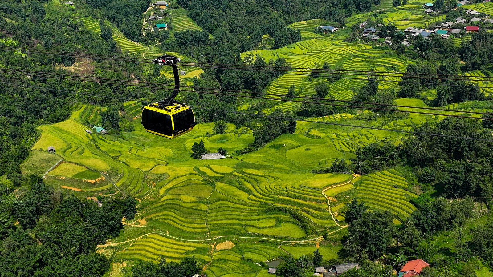 Cabin cáp treo Fansipan bay trên ruộng bậc thang vàng Sa Pa mùa lúa chín